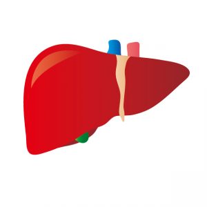 健康な肝臓