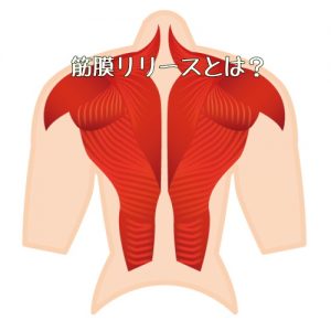 筋膜 背中 筋肉 筋膜リリース